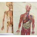 Two J Teck anatomical posters for The St John Ambulance Association, comprising skeleton and general