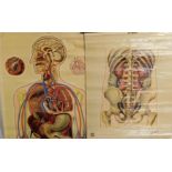 Four J Teck anatomical posters, for The St John Ambulance Association, comprising Fractures of the
