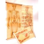 Two Ruddiman Johnston & Co Ltd anatomical wall posters, each showing skeletons, 151cm high, 53cm