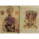 Four J Teck anatomical posters for The St John Ambulance Association, comprising General Anatomy