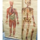 Two J Teck anatomical posters for The St John Ambulance Association, comprising skeleton and general