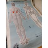 Seven anatomical posters by The Soman - Wherry Press Ltd Norfolk, For The Order Of St Johns