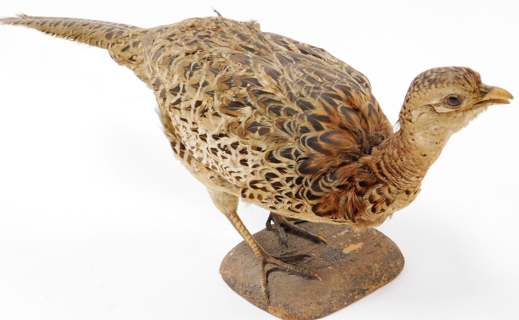 A 20thC taxidermied pheasant, by P Mercha, Uppingham, on shaped base, 25cm high, with label. - Image 2 of 2