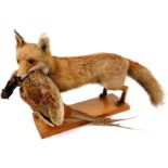 A 20thC taxidermied fox group with dead pheasant to the mouth, on a rectangular wooden plinth base,