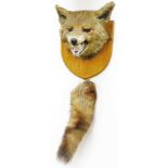 A good 20thC taxidermied fox head and brush group, on oak shield back, 25cm high.