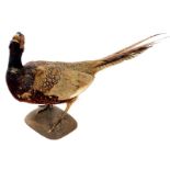 A 20thC taxidermied cock pheasant, by P Mercha, Uppingham, on shaped base, 37cm high, with label.