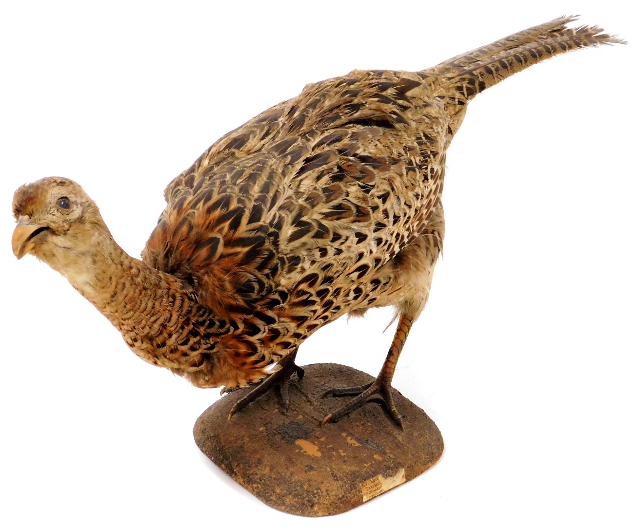A 20thC taxidermied pheasant, by P Mercha, Uppingham, on shaped base, 25cm high, with label.