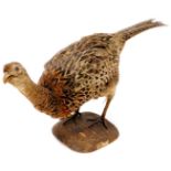 A 20thC taxidermied pheasant, by P Mercha, Uppingham, on shaped base, 25cm high, with label.