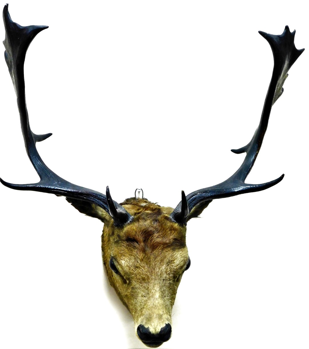 A 20thC taxidermied seven point deer head, 60cm high.