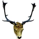 A 20thC taxidermied seven point deer head, 60cm high.