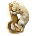 A 20thC taxidermied group of a squirrel on tree bough, unmarked, 17cm high.