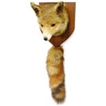 A good 20thC taxidermied fox head and brush group, on oak shield back, 27cm high.