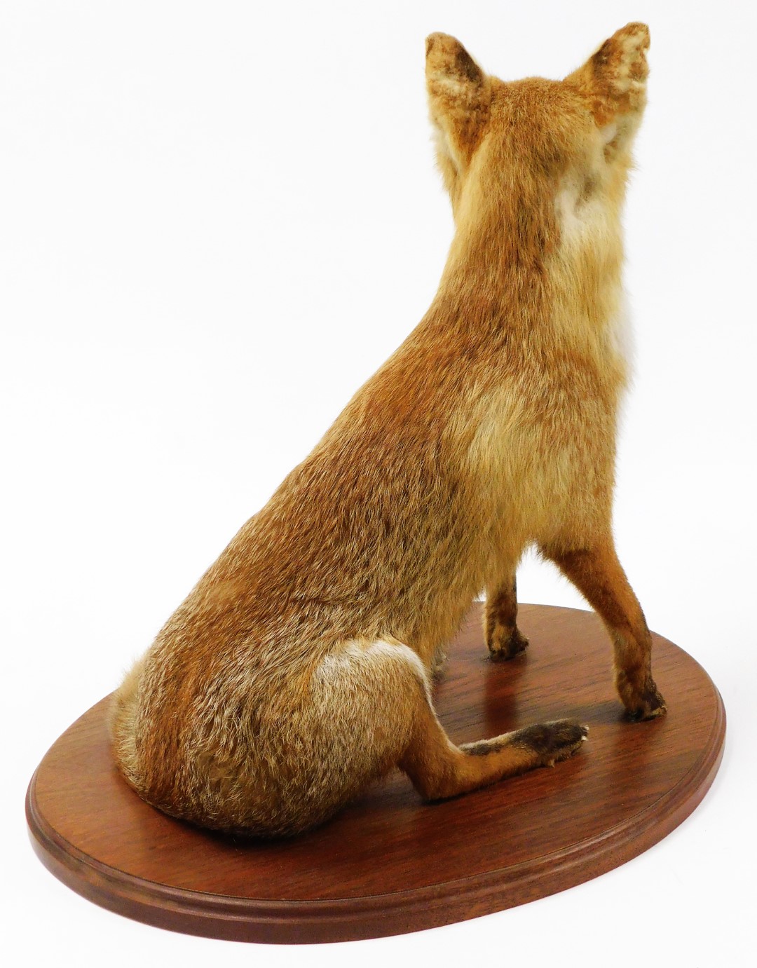 A 20thC taxidermied fox, in seated pose on an oval oak base, with two extra brushes, unmarked, 64cm - Image 3 of 5