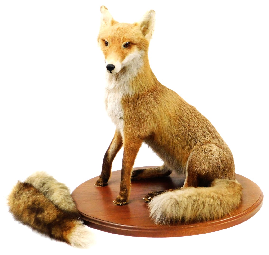 A 20thC taxidermied fox, in seated pose on an oval oak base, with two extra brushes, unmarked, 64cm