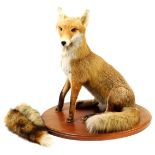 A 20thC taxidermied fox, in seated pose on an oval oak base, with two extra brushes, unmarked, 64cm