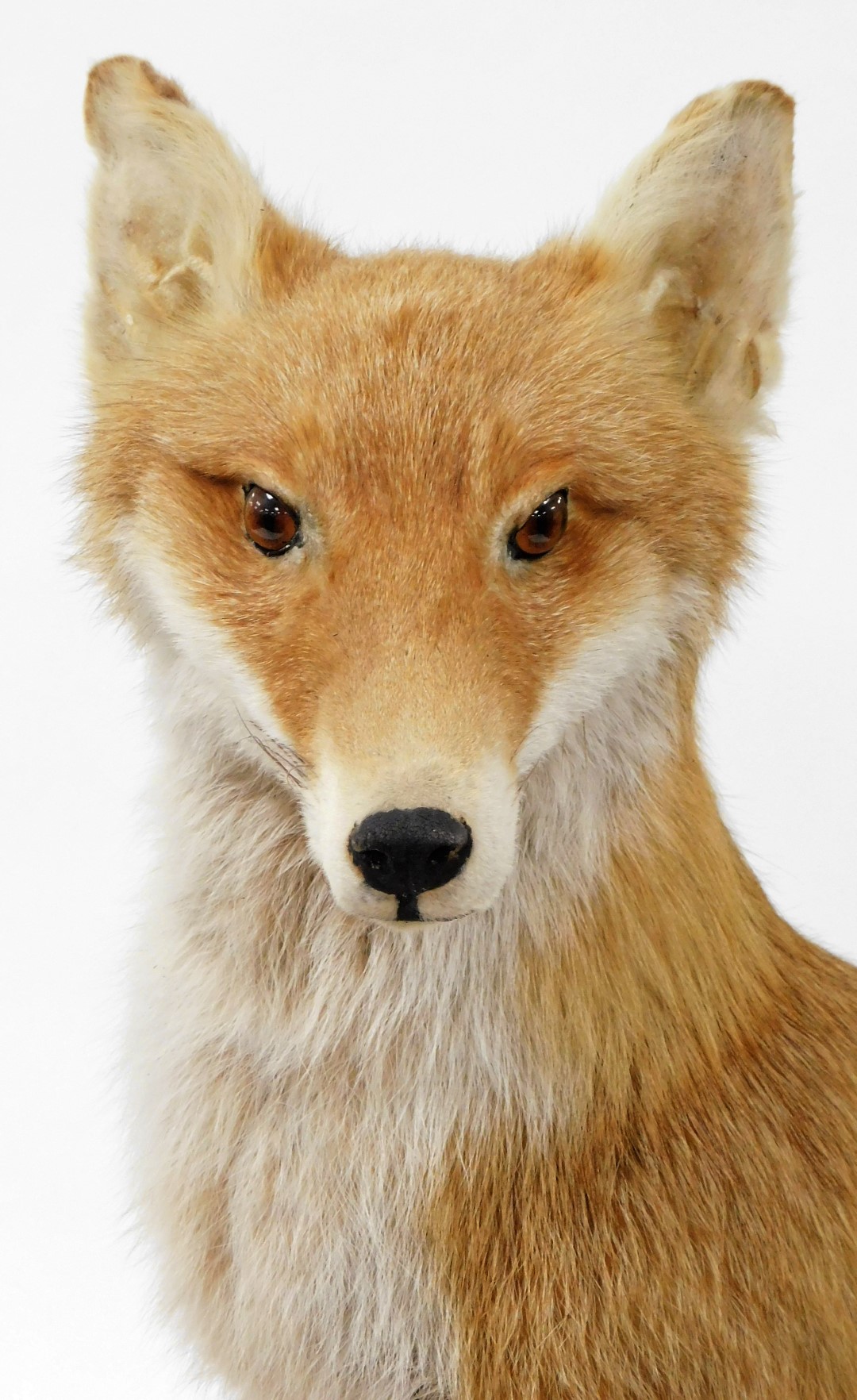A 20thC taxidermied fox, in seated pose on an oval oak base, with two extra brushes, unmarked, 64cm - Image 4 of 5