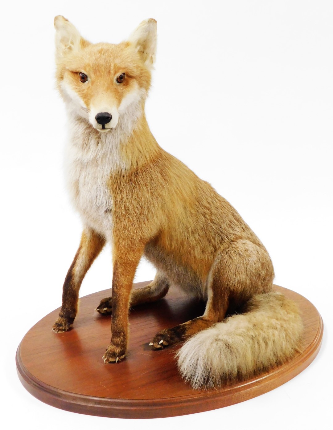 A 20thC taxidermied fox, in seated pose on an oval oak base, with two extra brushes, unmarked, 64cm - Image 2 of 5