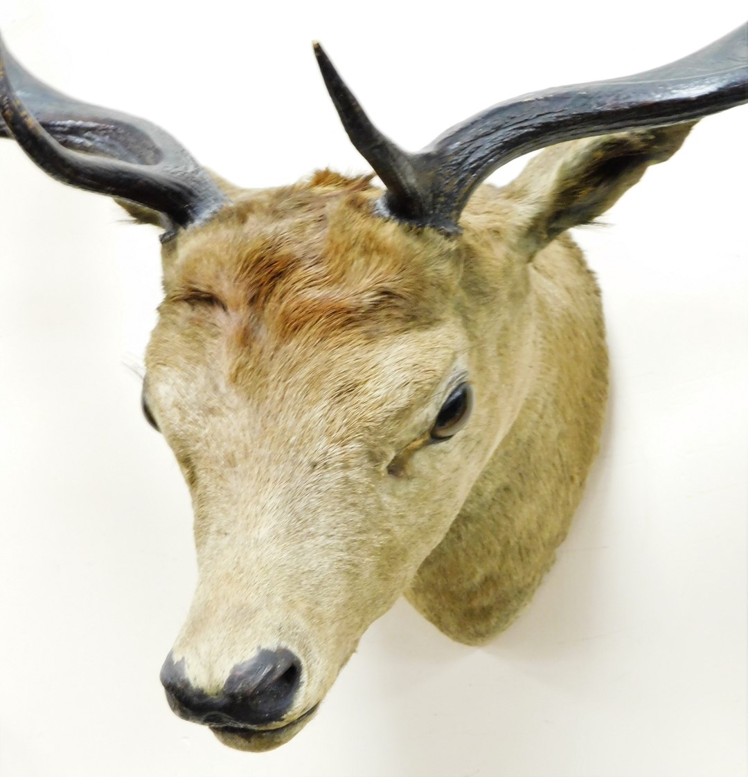 A 20thC taxidermied seven point deer head, 60cm high. - Image 2 of 2