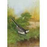 •John Lewis Fitgerald (b.1945). Study of a Pied Wagtail on the banks of a pool, watercolour with