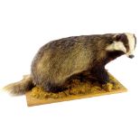 A 20thC taxidermy badger, on moss and wooden base, 69cm wide.
