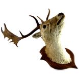 A 20thC taxidermy White Deer, with nine point antlers, on oak shield back, 86cm high.