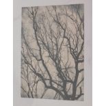 An East Urban Home 'Tree Branches' photographic print, RRP £8.49.
