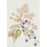 Barbara Fraser (fl. 1995). Autumn fruits, watercolour, signed, framed, 29cm x 20cm.