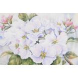 Barbara Fraser (fl. 1995). Apple blossom, watercolour signed, framed, 19cm x 29.5cm.