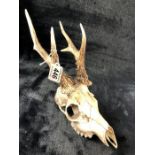 Deer antlers and skull overall length approx 34cm