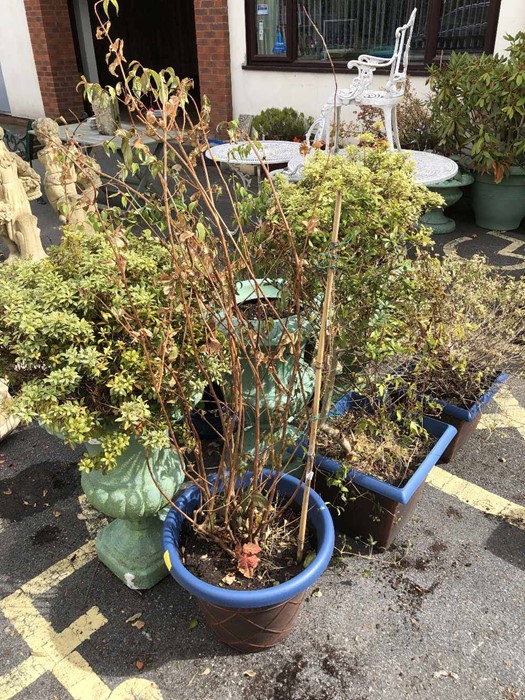 Nine pots containing various plants - Image 3 of 3