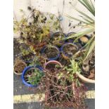 Selection of various pots and plants (14 in total)