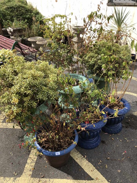 Nine pots containing various plants