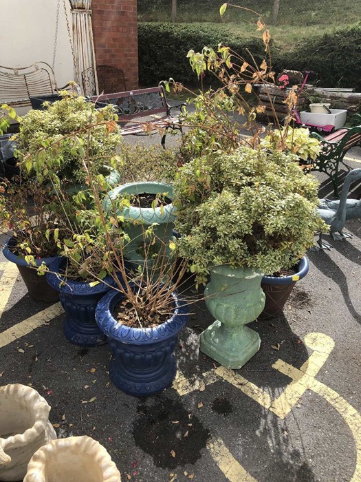 Nine pots containing various plants - Image 2 of 3