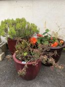 Three pots two ceramic with plants