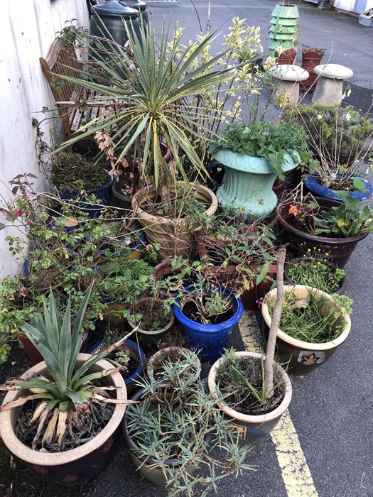 Very large collection of garden pots, many with plants - Image 3 of 3
