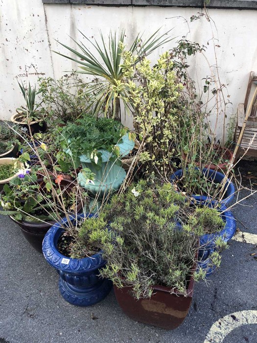 Very large collection of garden pots, many with plants