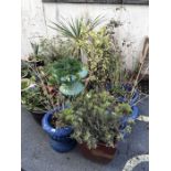 Very large collection of garden pots, many with plants