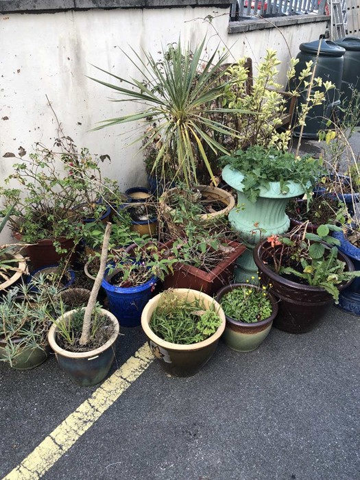 Very large collection of garden pots, many with plants - Image 2 of 3