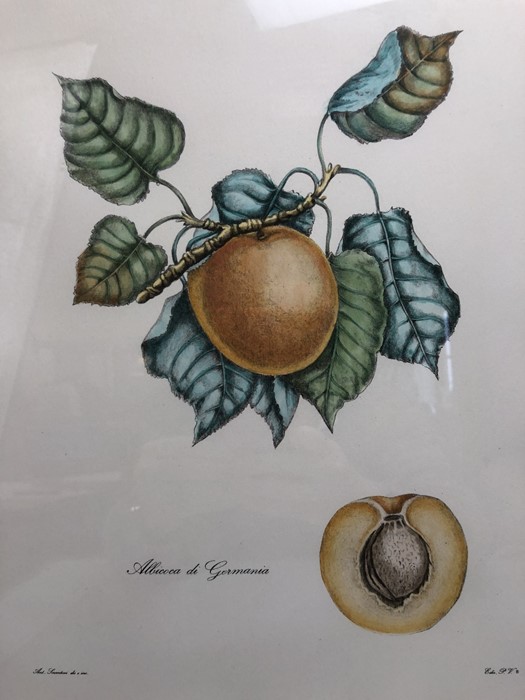 Pair of framed botanical prints 'Albicoca di Germania' and 'Mela Panaja', approx 50cm x 43cm (inclu. - Image 3 of 8