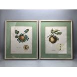 Pair of framed botanical prints 'Albicoca di Germania' and 'Mela Panaja', approx 50cm x 43cm (inclu.