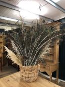Collection of decorative peacock feathers in a wicker basket