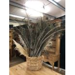 Collection of decorative peacock feathers in a wicker basket