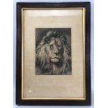 Herbert Dicksee - titled "His Royal Highness", etching of a Lion , approx. 18 x 24cm signed "HD"