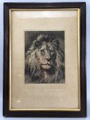 Herbert Dicksee - titled "His Royal Highness", etching of a Lion , approx. 18 x 24cm signed "HD"