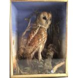 Cased taxidermy owl in woodland scene