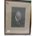 Framed crayon drawing of a bird of prey signed R.