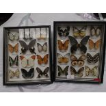 Pair of 24 mounted butterflies each in their 2 cases