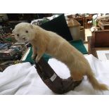 Stuffed Pine Martin