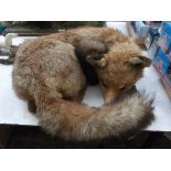 Stuffed sleeping Fox and brush
