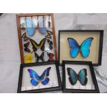 Selection of mounted butterflies in glass cases (4)